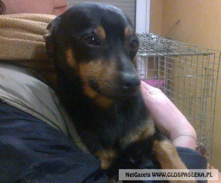 Do kogo należy piesek?