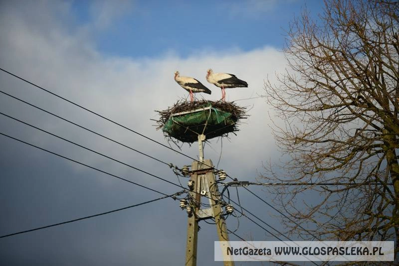 Wróciły boćki z ul. Sprzymierzonych