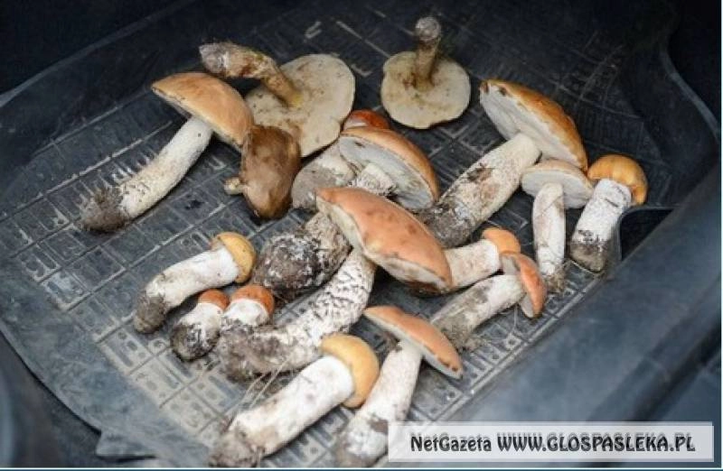 Grzyby w maju