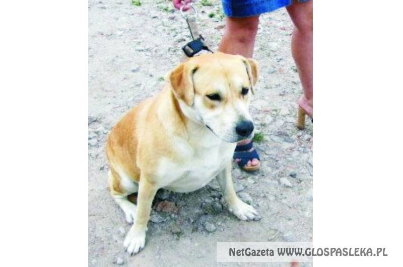 Ogłoszenie - szukamy właściciela psa