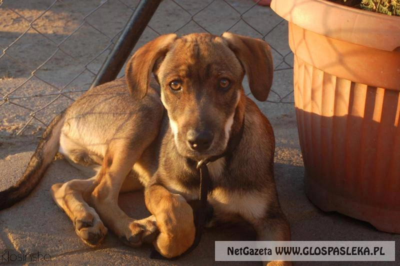 Ogłoszenie - szukamy właściciela psa