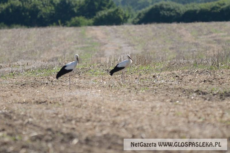 Bociany uczą się dorosłego życia