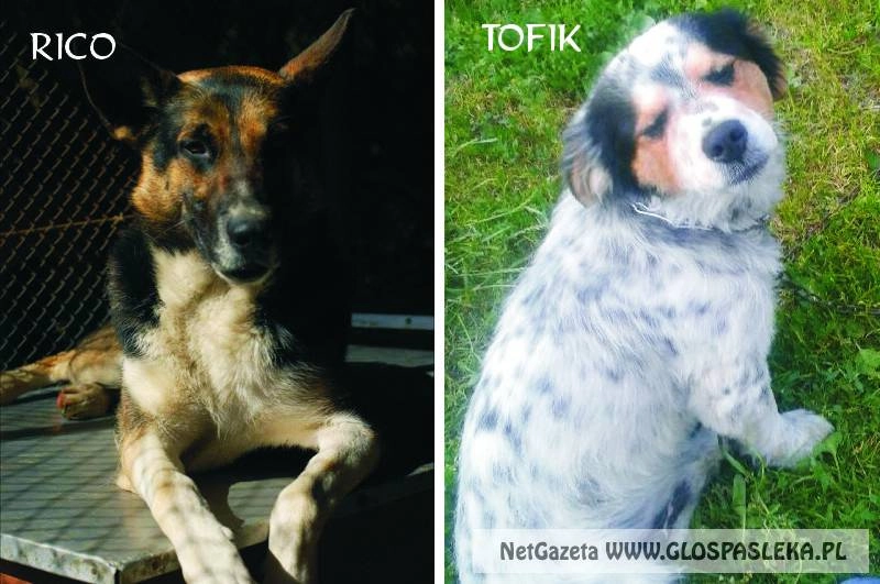 Ogloszenie - zaginęły psy