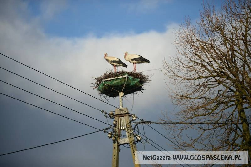 Listy – Zagubiony bocian 