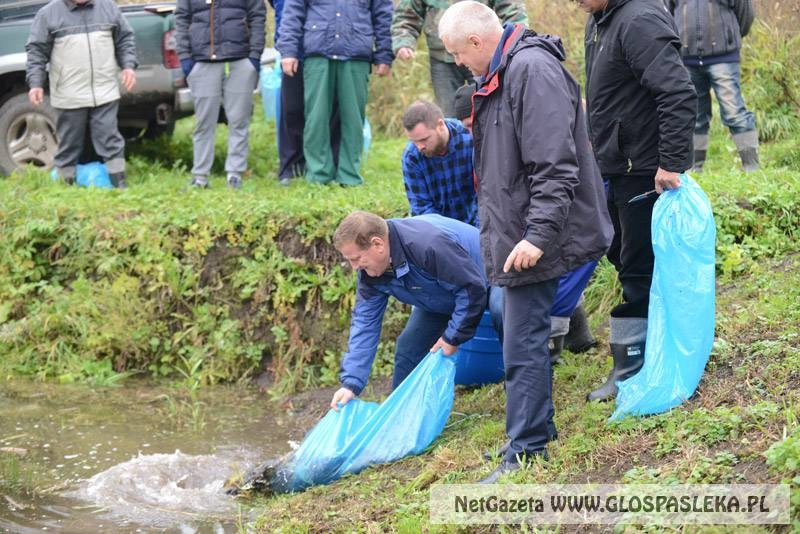 Nowe Kusy – ryby w stawie