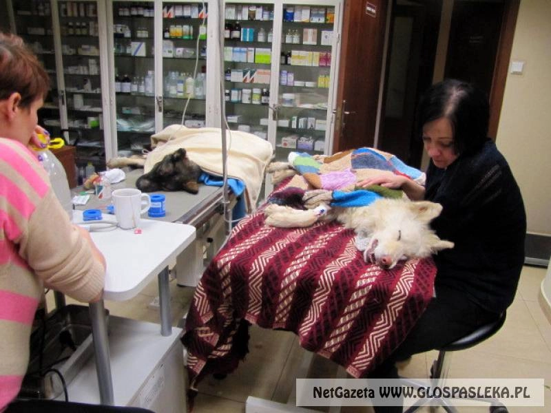 Zagłodzone i skatowane psy - pijany 