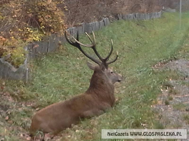 Czekanie na śmierć