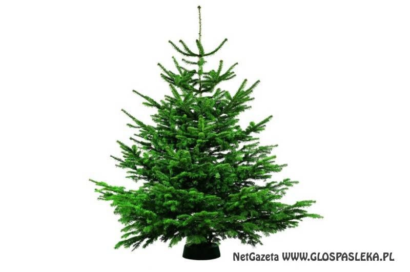 SPRZEDAŻ CHOINEK ŚWIĄTECZNYCH
