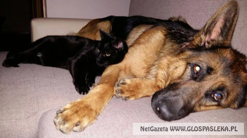 W sylwestrową noc zadbaj też o komfort swojego pupila