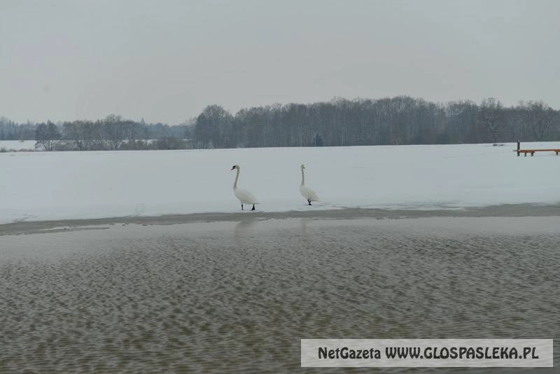 Ostrożnie z karmieniem łabędzi
