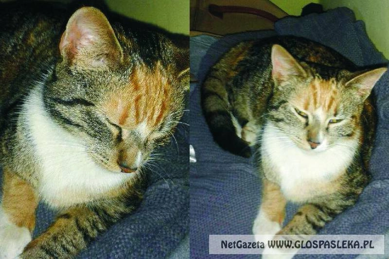 Ogłoszenie - znaleziono kotka