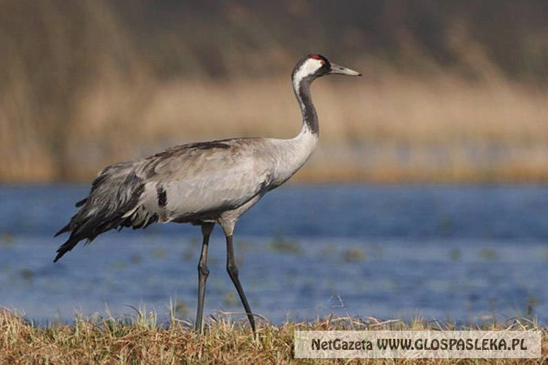 Przyleciały żurawie