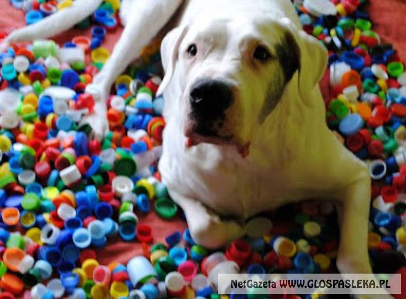 Wolontariat w ZS w Pasłęku