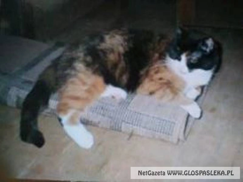 Ogłoszenie - zaginęła kotka