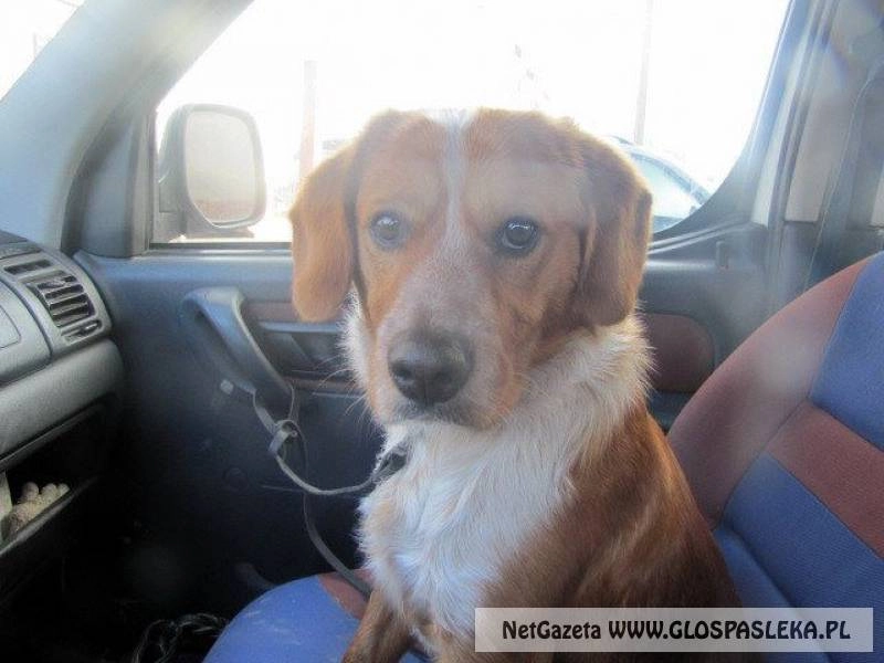 Do kogo należy zagubiony pies?