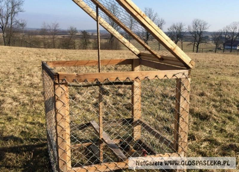 Polował na jastrzębie, aż sam został „upolowany