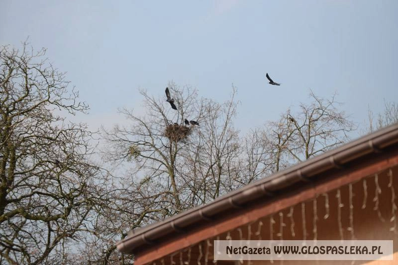 Gawrony – kłopotliwe sąsiedztwo