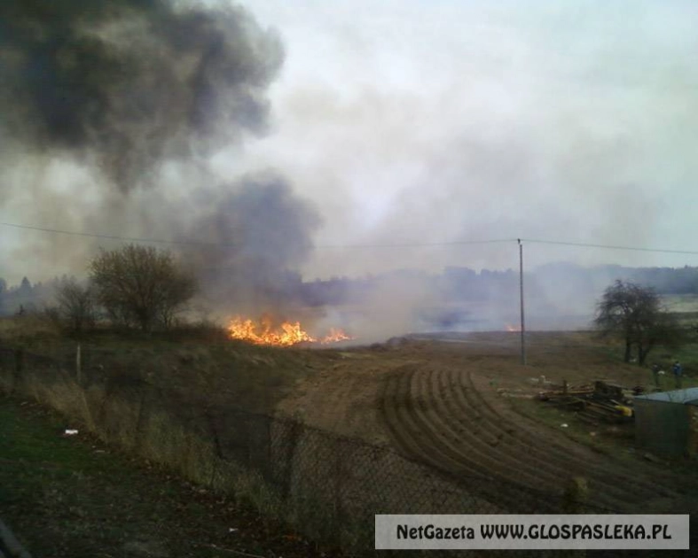 Płoną trzcinowiska