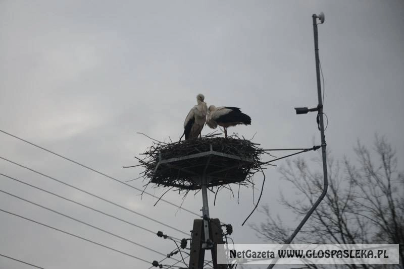 Bociany z Partyzantów w komplecie