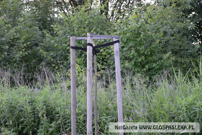 Zniszczono drzewa przy ul. Partyzantów