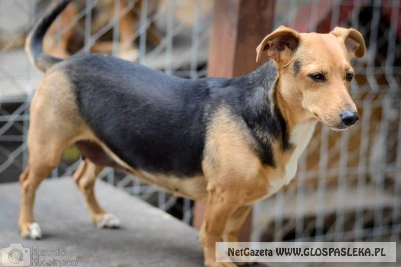 Szukamy właścicieli psów