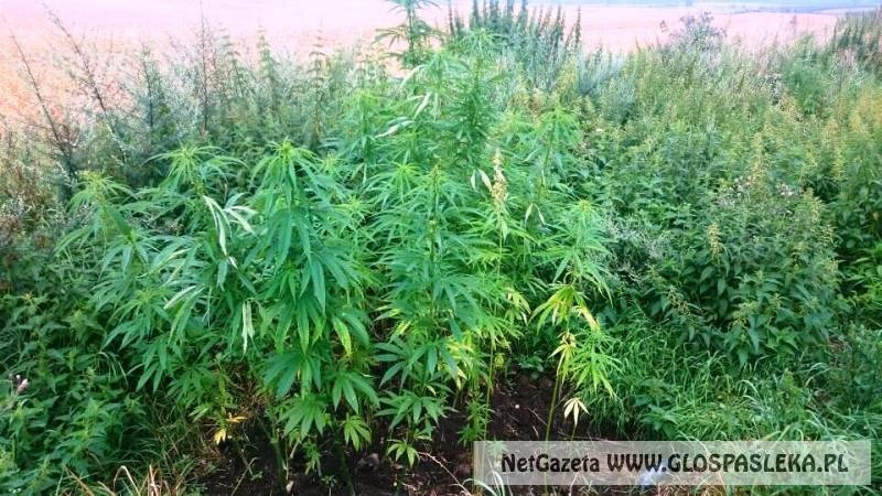 Plantacja konopi indyjskich pod Pasłękiem