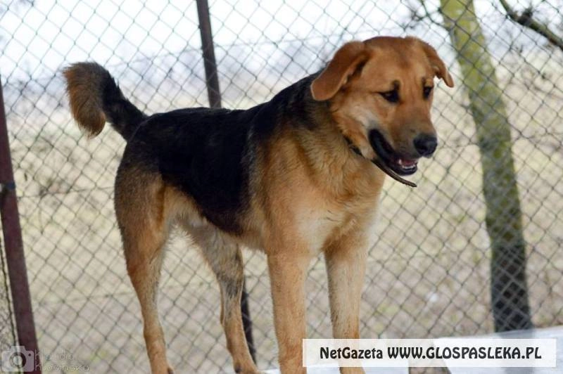 Znaleziono dużego psa