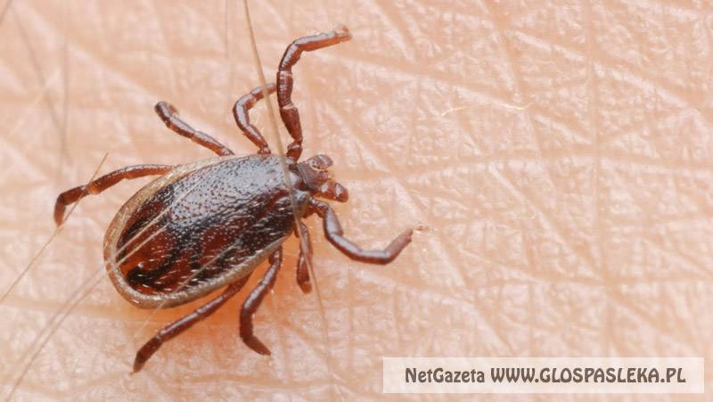 Uwaga kleszcze