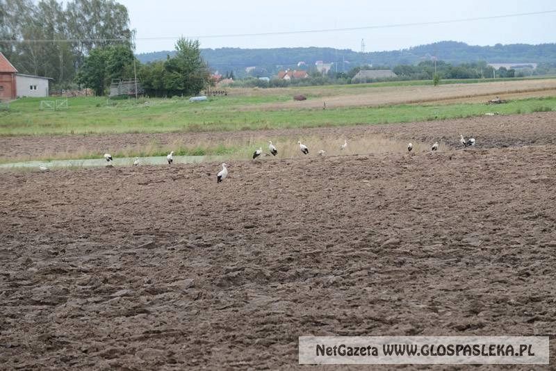 Bociany szykują się do odlotu