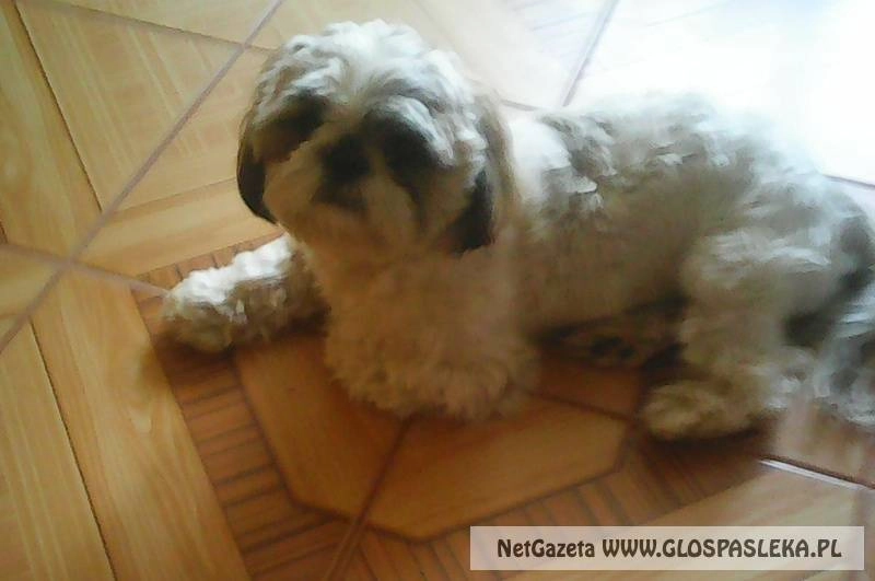 Ogłoszenie - zaginęła