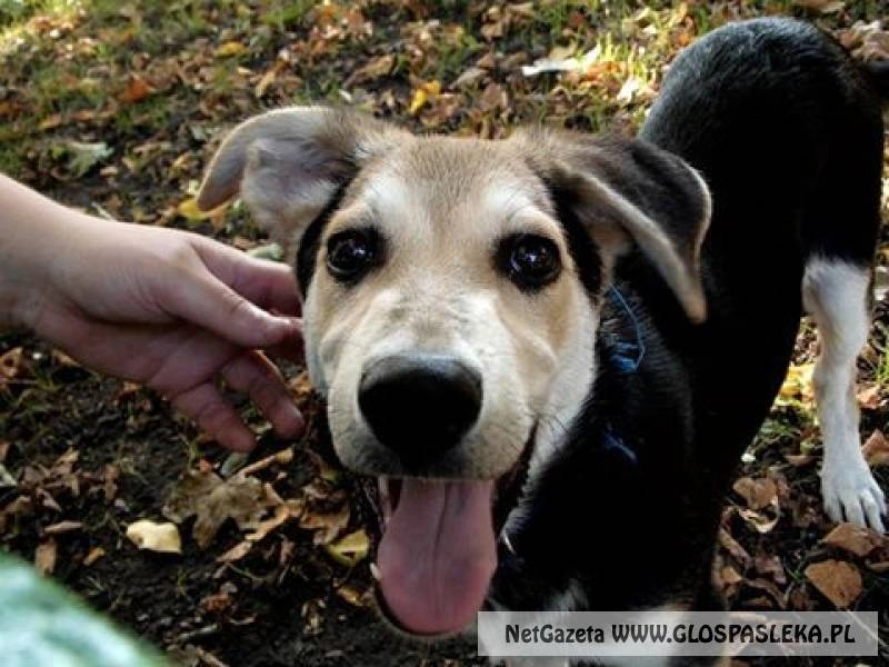 Uwaga zaginął pies! 