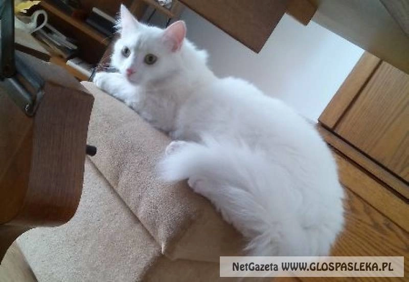 Ogłoszenie  - zaginął kot