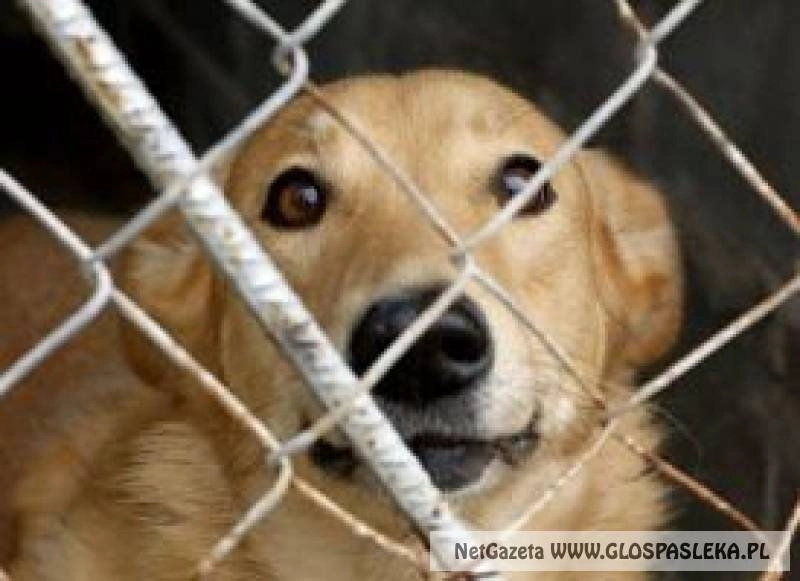 Dorośli, dzieciaki pomóżcie nakarmić zwierzaki!