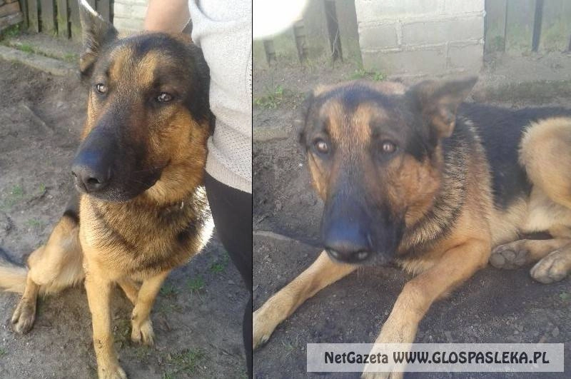 Ogłoszenie - znaleziono psa