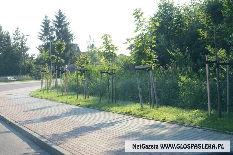 Zniszczył drzewka, teraz odpowie przed sądem