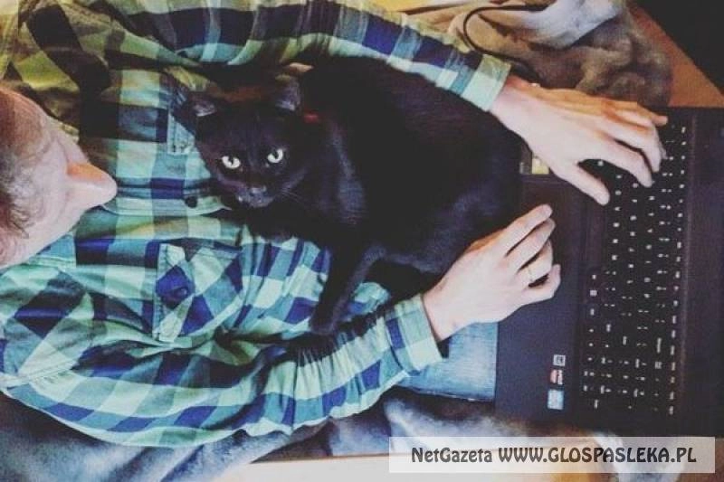 Ogłoszenie  - zaginął kot