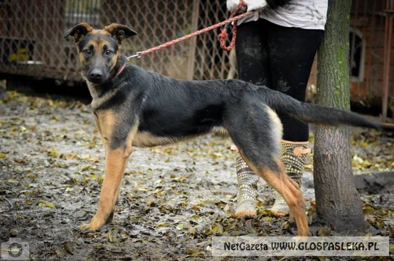 Szukamy właściciela psa ze zdjęcia