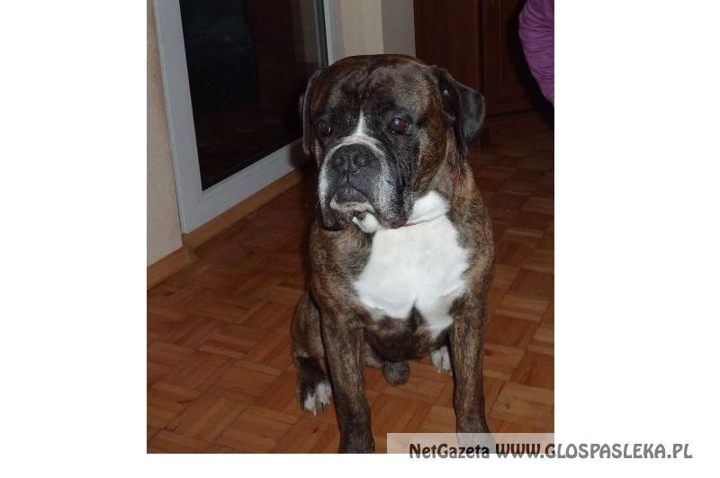 Ogłoszenie - zaginął piesek