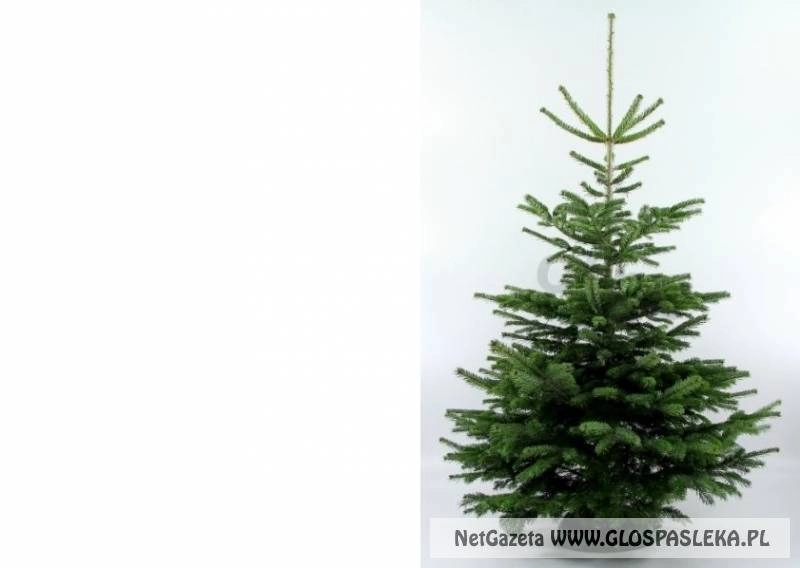 SPRZEDAŻ CHOINEK ŚWIĄTECZNYCH