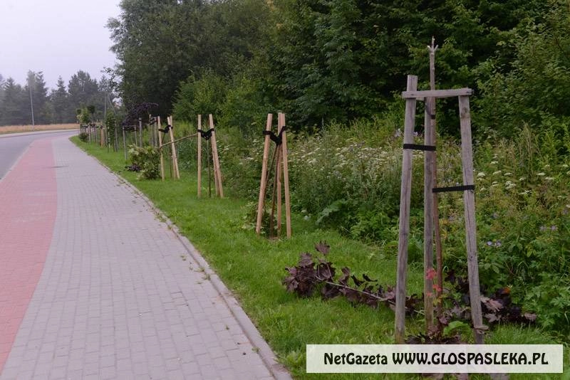 Wyrok za dewastację zieleni