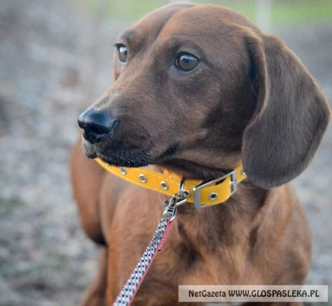 Szukamy właściciela