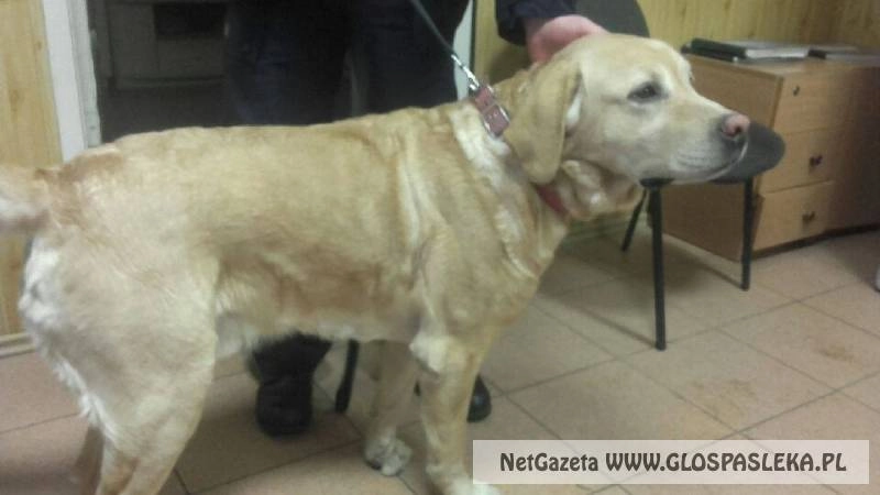 Szukamy właściciela psa ze zdjęcia