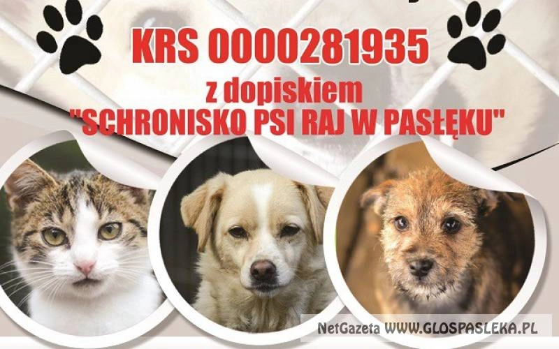 1% dla bezdomnych zwierząt