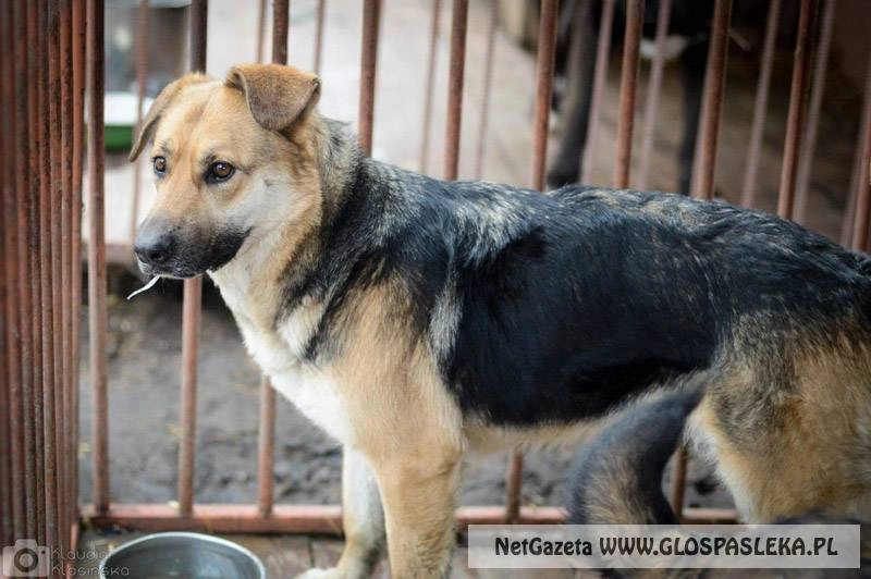 Szukamy właścicieli