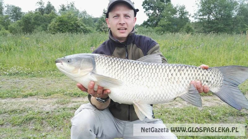 Wielki amur z Zakrzewka II