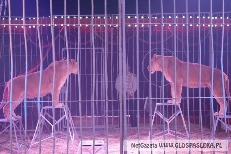 Cyrk Arena odwiedzi Pasłęk