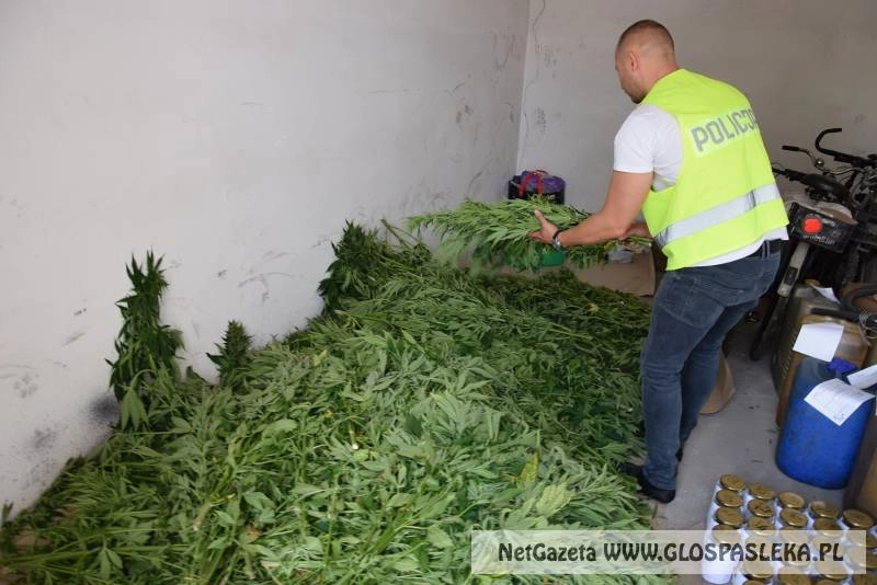 Na plantacji mieli blisko 500 krzewów konopi indyjskich.