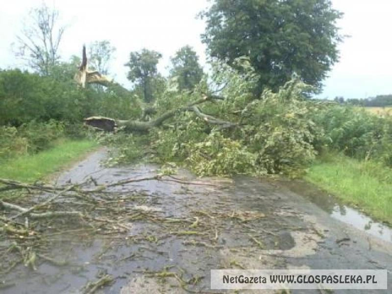 Strażacy usuwali powalone drzewa