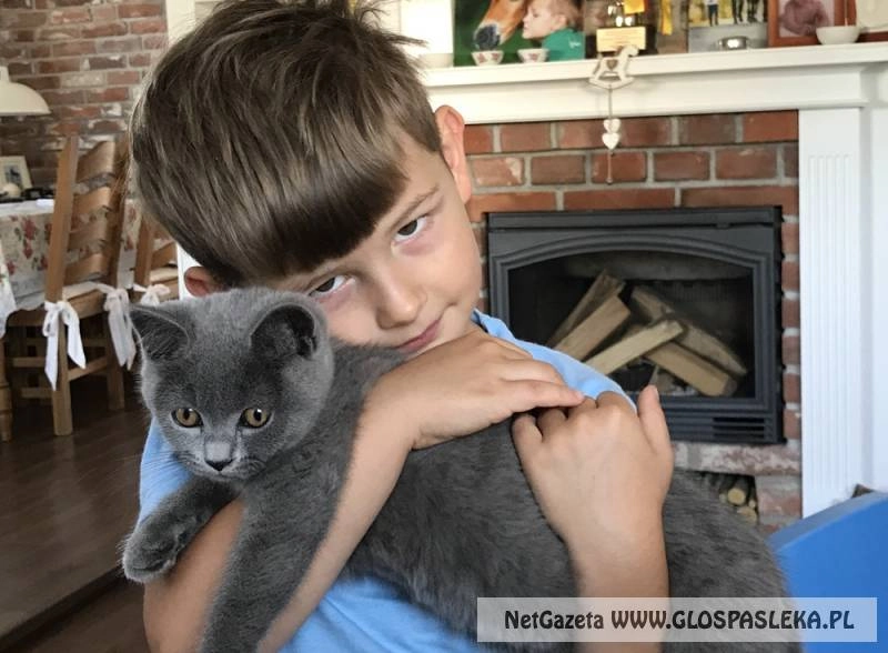 Ogłoszenie - zaginęła kotka