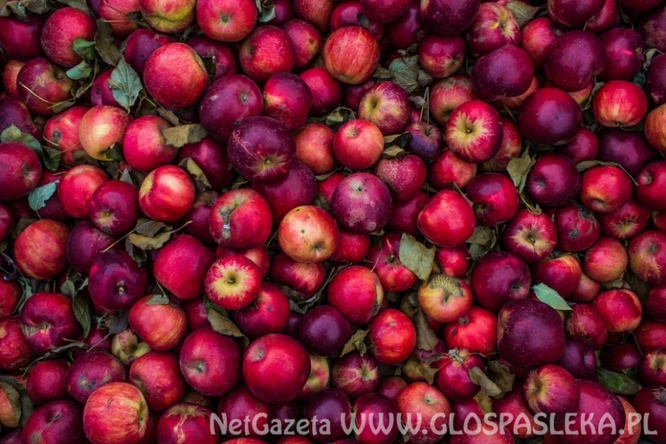 SKUP JABŁEK PRZEMYSŁOWYCH